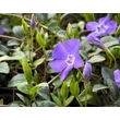 Kép 5/9 - Vinca minor 'Bowles Variety' – Kis télizöld (kék) - képek rendelés vásárlás a Megyeri Szabolcs Kertészeti webáruházban