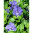 Kép 8/9 - Vinca minor 'Bowles's Variety' (syn.: 'Bowles', 'Bowles's Blue', 'La Grave') – Kis télizöld (kék)