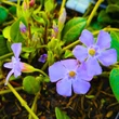 Kép 2/9 - Vinca minor 'Bowles's Variety' (syn.: 'Bowles', 'Bowles's Blue', 'La Grave') – Kis télizöld (kék)