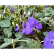 Kép 2/4 - Vinca minor 'Flower Power' - Kis télizöld (halványkék) - képek rendelés vásárlás a Megyeri Szabolcs Kertészeti webáruházban