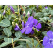 Kép 2/4 - Vinca minor 'Flower Power' - Kis télizöld (halványkék) - képek rendelés vásárlás a Megyeri Szabolcs Kertészeti webáruházban