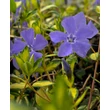 Kép 1/6 - Vinca minor 'Illumination' (syn.: 'Cahill') – Tarkalevelű kis télizöld