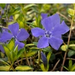 Kép 5/6 - Vinca minor 'Illumination' – Tarkalevelű kis télizöld - képek rendelés vásárlás a Megyeri Szabolcs Kertészeti webáruházban