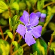 Kép 2/6 - Vinca minor 'Illumination' (syn.: 'Cahill') – Tarkalevelű kis télizöld