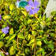 Kép 4/6 - Vinca minor 'Illumination' (syn.: 'Cahill') – Tarkalevelű kis télizöld