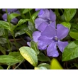 Kép 2/4 - Vinca minor - Kis télizöld (kék) - képek rendelés vásárlás a Megyeri Szabolcs Kertészeti webáruházban