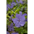 Kép 3/4 - Vinca minor - Kis télizöld (kék) - képek rendelés vásárlás a Megyeri Szabolcs Kertészeti webáruházban