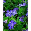 Kép 1/2 - Vinca minor - Kis télizöld (kék)