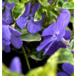 Kép 3/4 - Vinca minor 'Ralph Shugert' – Kis télizöld - képek rendelés vásárlás a Megyeri Szabolcs Kertészeti webáruházban