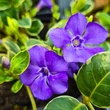Kép 2/4 - Vinca minor 'Ralph Shugert' – Kis télizöld