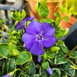 Kép 3/4 - Vinca minor 'Ralph Shugert' – Kis télizöld