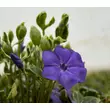 Kép 2/2 - Vinca minor 'Variegata' - kis télizöld - képek rendelés vásárlás a Megyeri Szabolcs Kertészeti webáruházban