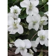 Kép 1/4 - Viola sororia 'Albiflora' – Csíkos ibolya, pillangós ibolya