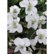 Kép 1/4 - Viola sororia 'Albiflora' – Csíkos ibolya, pillangós ibolya