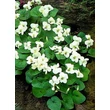 Kép 2/4 - Viola sororia 'Albiflora' – Csíkos ibolya, pillangós ibolya