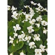 Kép 3/4 - Viola sororia 'Albiflora' – Csíkos ibolya, pillangós ibolya