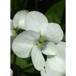 Kép 4/4 - Viola sororia 'Albiflora' – Csíkos ibolya, pillangós ibolya