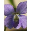 Viola sororia 'Dark Freckles' – Pillangós árvácska