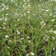 Kép 1/2 - Alisma parviflora – Kereklevelű hídőr