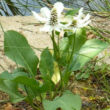 Kép 1/2 - Anemopsis californicum – Kaliforniai vízipipacs