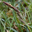 Carex nigra – Fekete sás díszes bugája