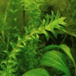 Kép 1/2 - Elodea canadiensis – Átokhínár