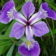 Iris versicolor – Foltos nőszirom virága