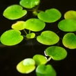 Kép 1/2 - Limnobium laevigatum – Amazonasi békatutaj