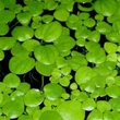 Kép 2/2 - Limnobium laevigatum – Amazonasi békatutaj