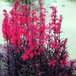 Kép 2/2 - Lobelia cardinalis 'Queen Victoria' – Tűzpiros mocsári lobélia