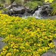 Kép 2/2 - Lysimachia nummularia – Pénzlevelű lizinka