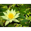 Kép 2/3 -  Nymphaea 'Pygmaea Helvola' – Tavirózsa - képek rendelés vásárlás a Megyeri Szabolcs Kertészeti webáruházban.