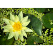 Kép 3/3 -  Nymphaea 'Pygmaea Helvola' – Tavirózsa - képek rendelés vásárlás a Megyeri Szabolcs Kertészeti webáruházban.