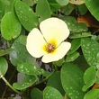 Kép 2/2 - Nymphoides 'Grandiflora' – Tündérfátyol virága