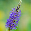 Pontaderia cordata – Kék tömött sellővirág virágzata