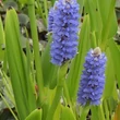 Kép 2/2 - Pontaderia lanceolata – Kék sellővirág virágzata