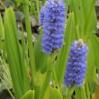 Pontaderia lanceolata – Kék sellővirág virágzata