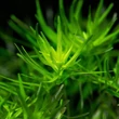 Kép 2/2 - Rotala rotundifolia 'Green' – Kereklevelű rotala