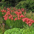 Kép 2/2 - Schizostylis coccinea 'Major' – Kafferliliom