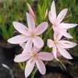 Kép 1/2 - Schizostylis coccinea 'Mrs.Hegarty' – Kafferliliom