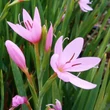 Kép 2/2 - Schizostylis coccinea 'Mrs.Hegarty' – Kafferliliom