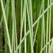 Kép 1/2 - Scirpus tabernaemontani 'Albescens' – Hosszanti csíkos káka