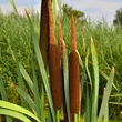 Kép 1/2 - Typha latifolia – Széleslevelű gyékény