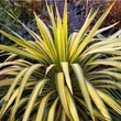 Kép 1/2 - Yucca filamentosa 'Banana Split' – Kerti pálmaliliom