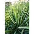 Kép 3/5 - Yucca filamentosa 'Gold Heart' habitusa
