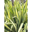 Kép 4/5 - Yucca filamentosa 'Gold Heart' levélzete