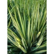 Kép 2/5 - Yucca filamentosa 'Gold Heart' levélzete
