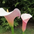 Kép 3/3 - Zantedeschia aethiopica 'Flamingo'® – Kála