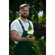 Kép 2/3 - Zantedeschia aethiopica 'Flamingo'® – Kála