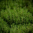 Kép 1/4 - Thymus vulgaris 'Fredo' – Kakukkfű